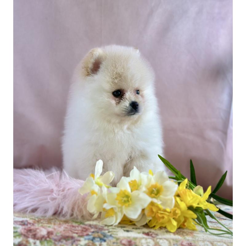 販売中の京都府のポメラニアン-437555の23枚目