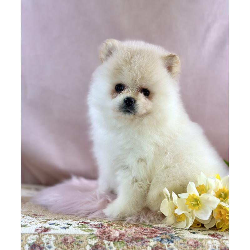 販売中の京都府のポメラニアン-437555の22枚目