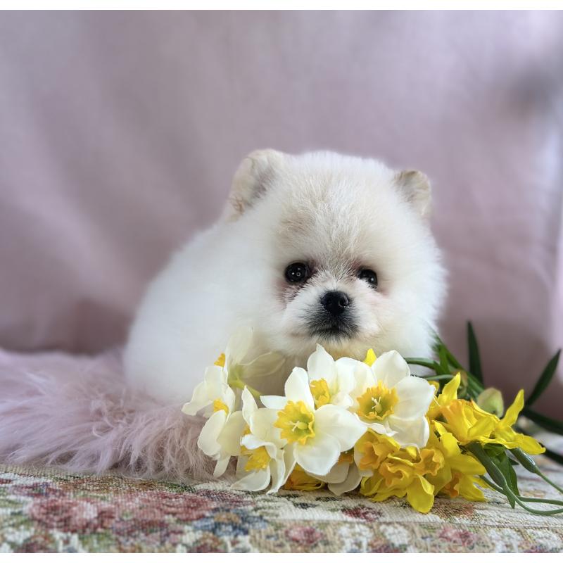 販売中の京都府のポメラニアン-437555の20枚目