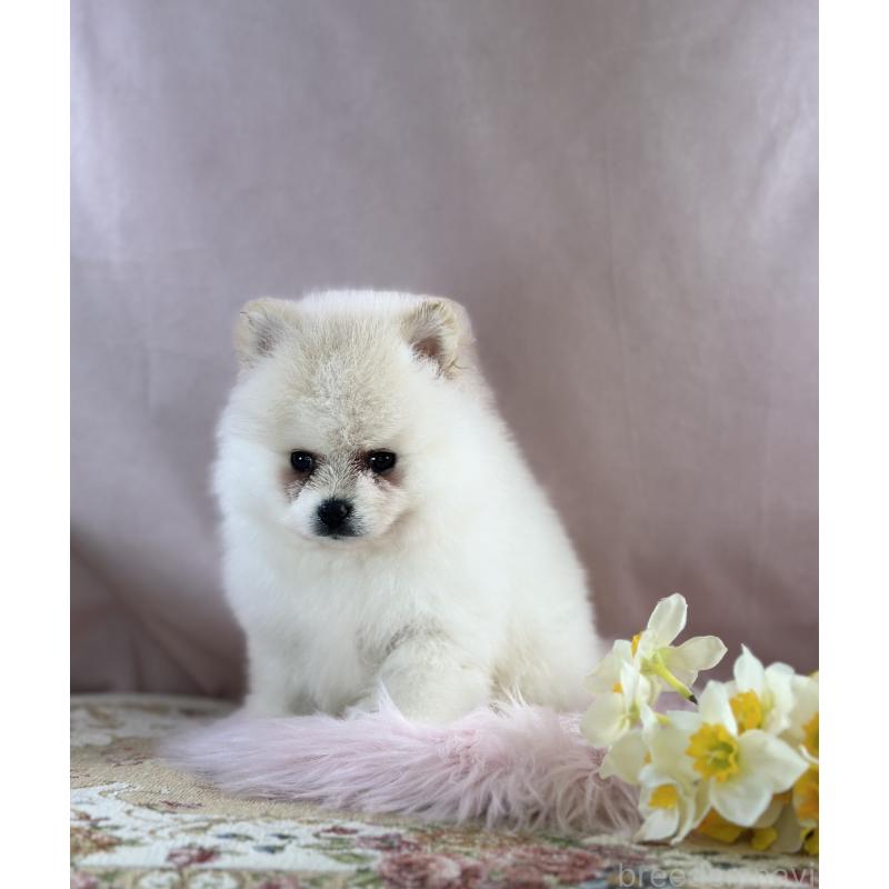 販売中の京都府のポメラニアン-437555の19枚目