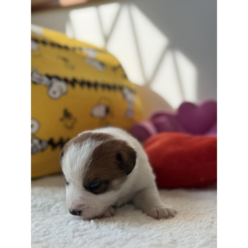 販売中の宮崎県のジャックラッセルテリア-437564の5枚目