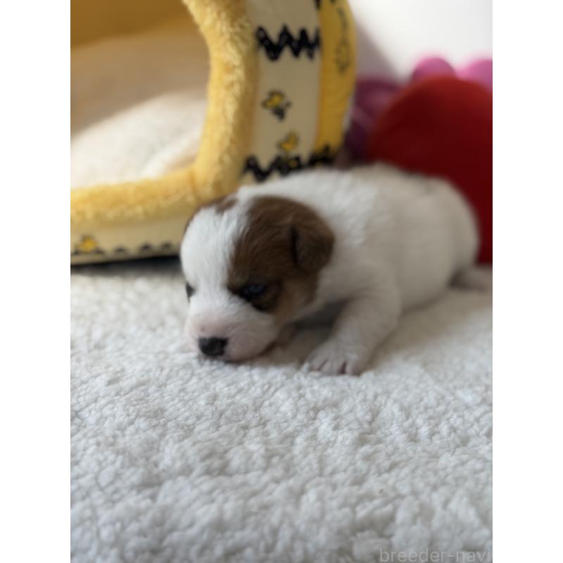 販売中の宮崎県のジャックラッセルテリア-437564の4枚目