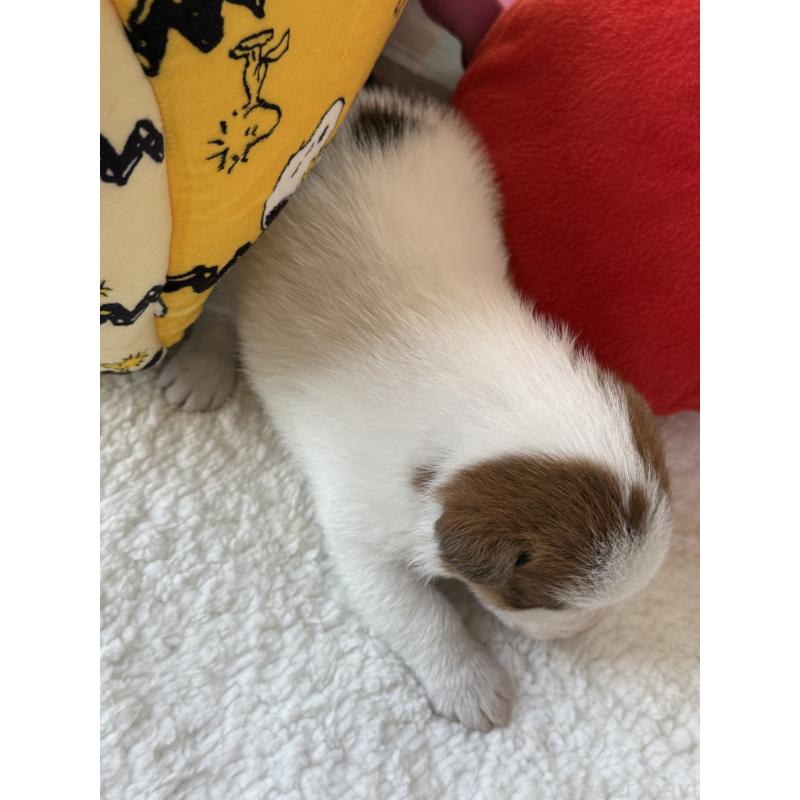 販売中の宮崎県のジャックラッセルテリア-437564の3枚目