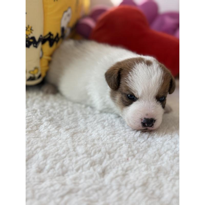 販売中の宮崎県のジャックラッセルテリア-437564の2枚目