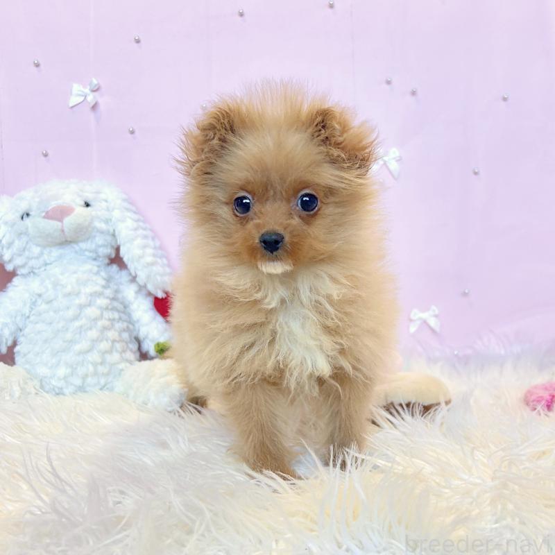 販売中の栃木県のポメプー:ポメラニアン×トイプードル-434001の5枚目