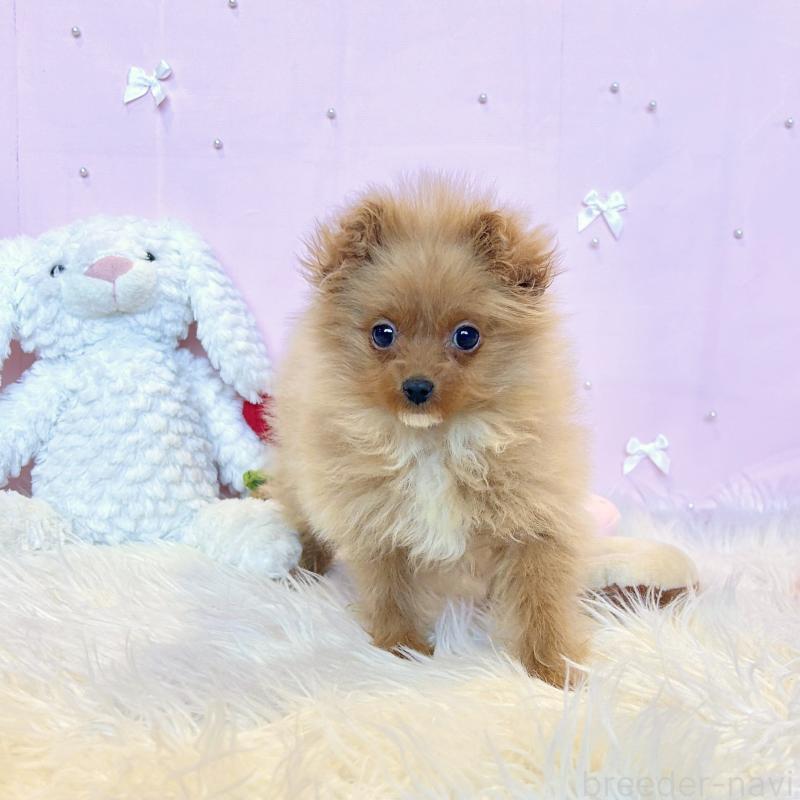 販売中の栃木県のポメプー:ポメラニアン×トイプードル-434001の4枚目