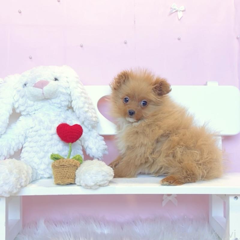 販売中の栃木県のポメプー:ポメラニアン×トイプードル-434001の2枚目