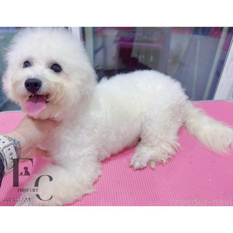 販売中の栃木県のビションフリーゼ-396053の2枚目