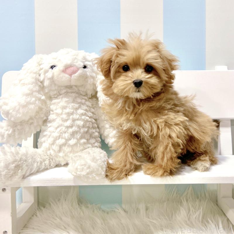 販売中の栃木県のマルプー:マルチーズ×トイプードル-434007