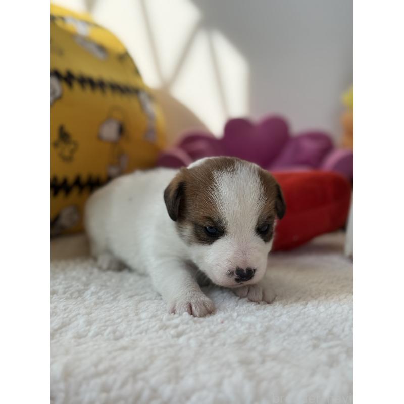 販売中の宮崎県のジャックラッセルテリア-440063の11枚目