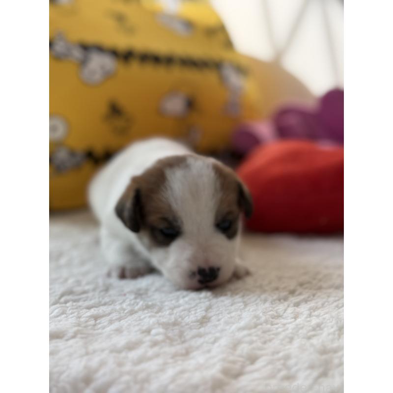 販売中の宮崎県のジャックラッセルテリア-440063の10枚目