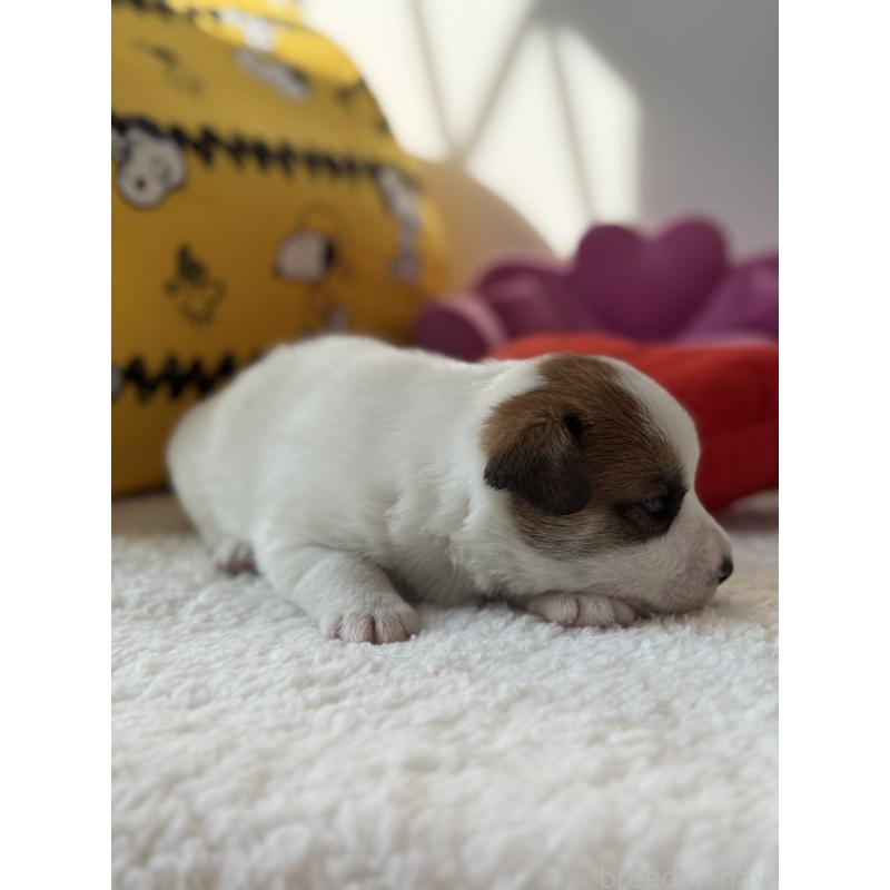 販売中の宮崎県のジャックラッセルテリア-440063の9枚目