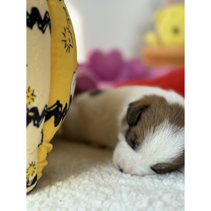 販売中の宮崎県のジャックラッセルテリア-440063の8枚目