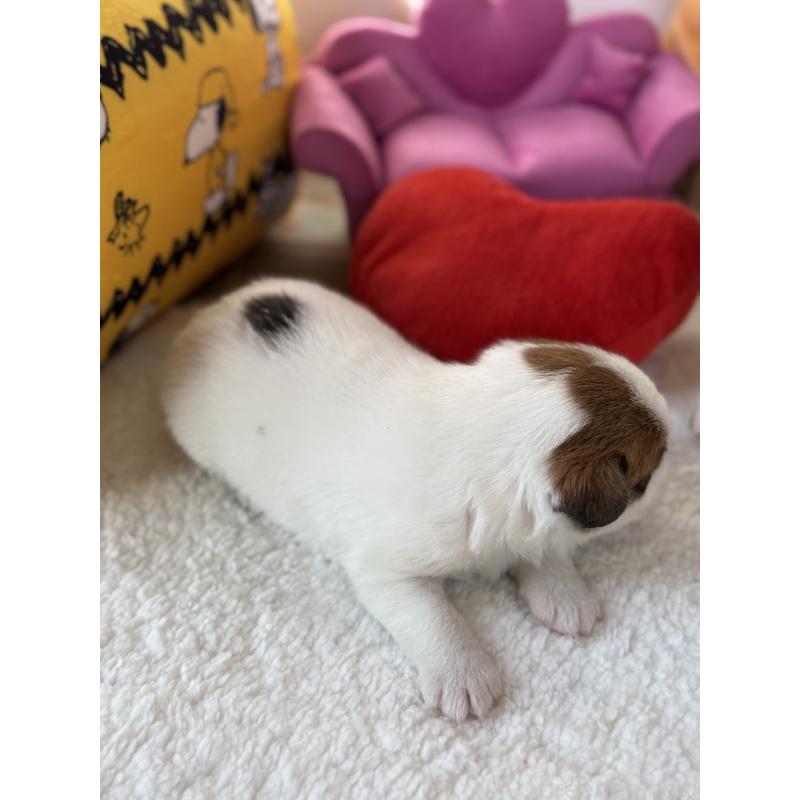 販売中の宮崎県のジャックラッセルテリア-440063の6枚目