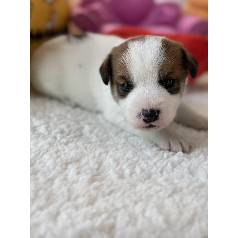 販売中の宮崎県のジャックラッセルテリア-440063の5枚目