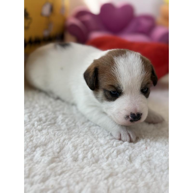 販売中の宮崎県のジャックラッセルテリア-440063の4枚目