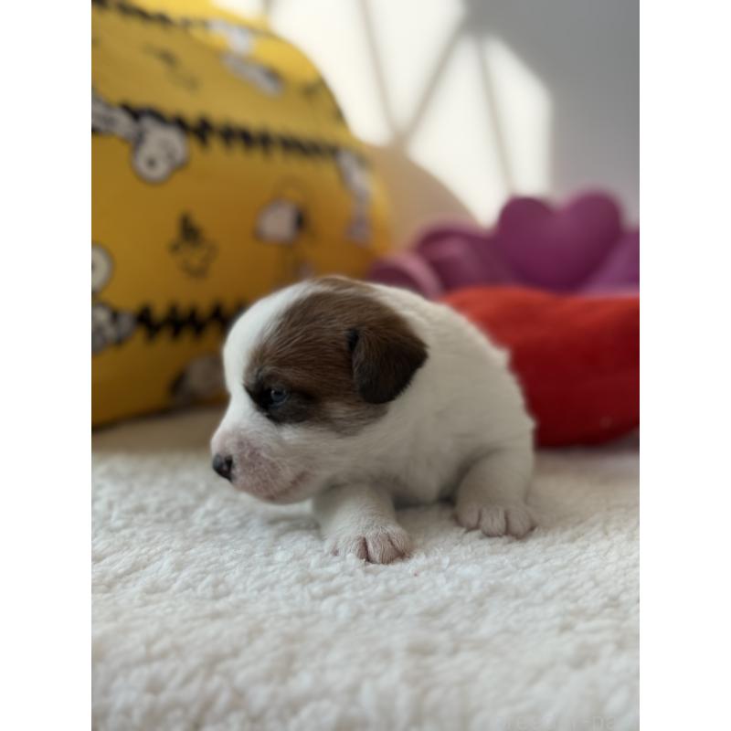 販売中の宮崎県のジャックラッセルテリア-440063の3枚目