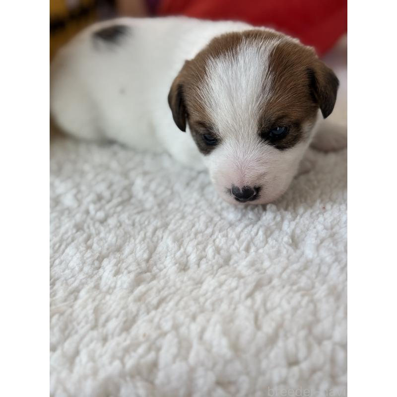 販売中の宮崎県のジャックラッセルテリア-440063の2枚目