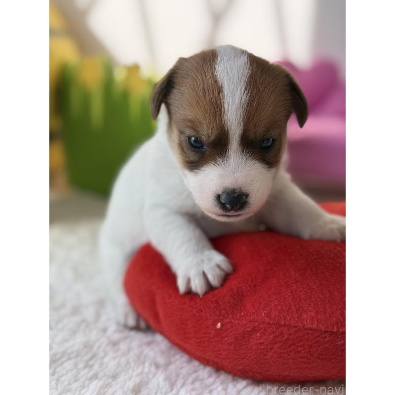 販売中の宮崎県のジャックラッセルテリア-437562の8枚目