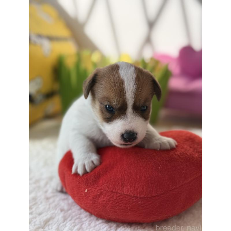 販売中の宮崎県のジャックラッセルテリア-437562の7枚目