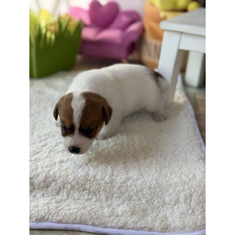 販売中の宮崎県のジャックラッセルテリア-437562の6枚目