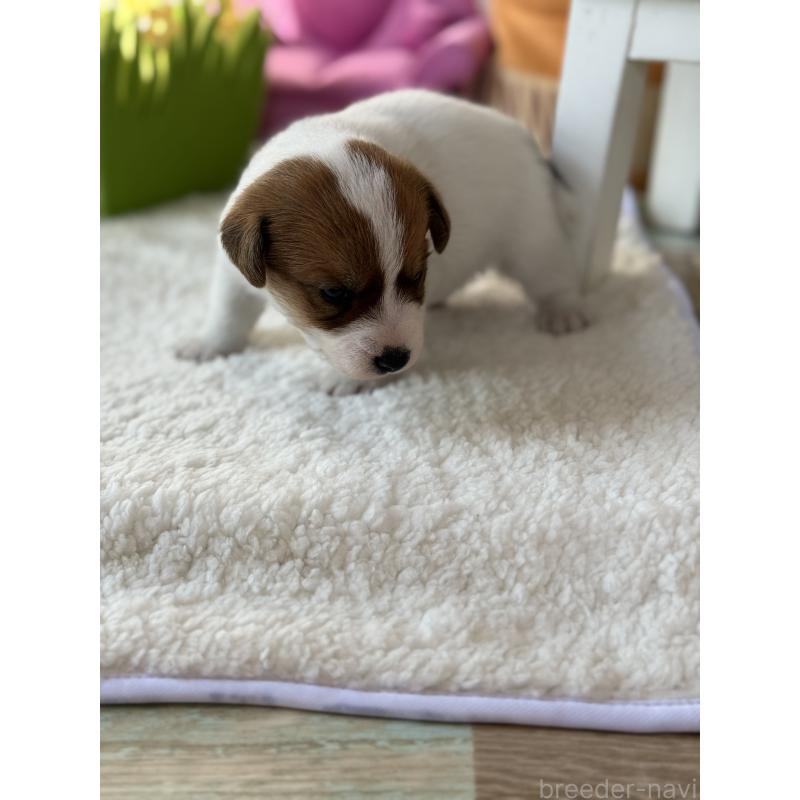 販売中の宮崎県のジャックラッセルテリア-437562の5枚目