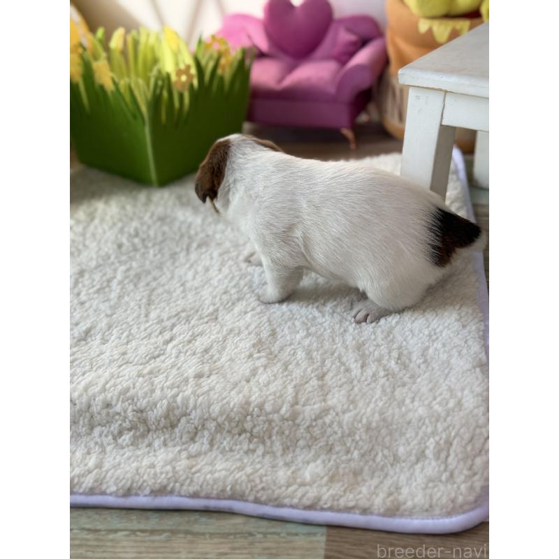 販売中の宮崎県のジャックラッセルテリア-437562の4枚目