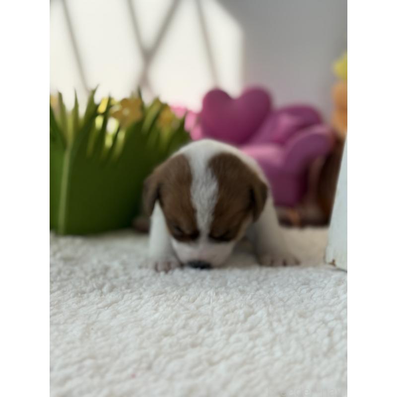 販売中の宮崎県のジャックラッセルテリア-437562の3枚目