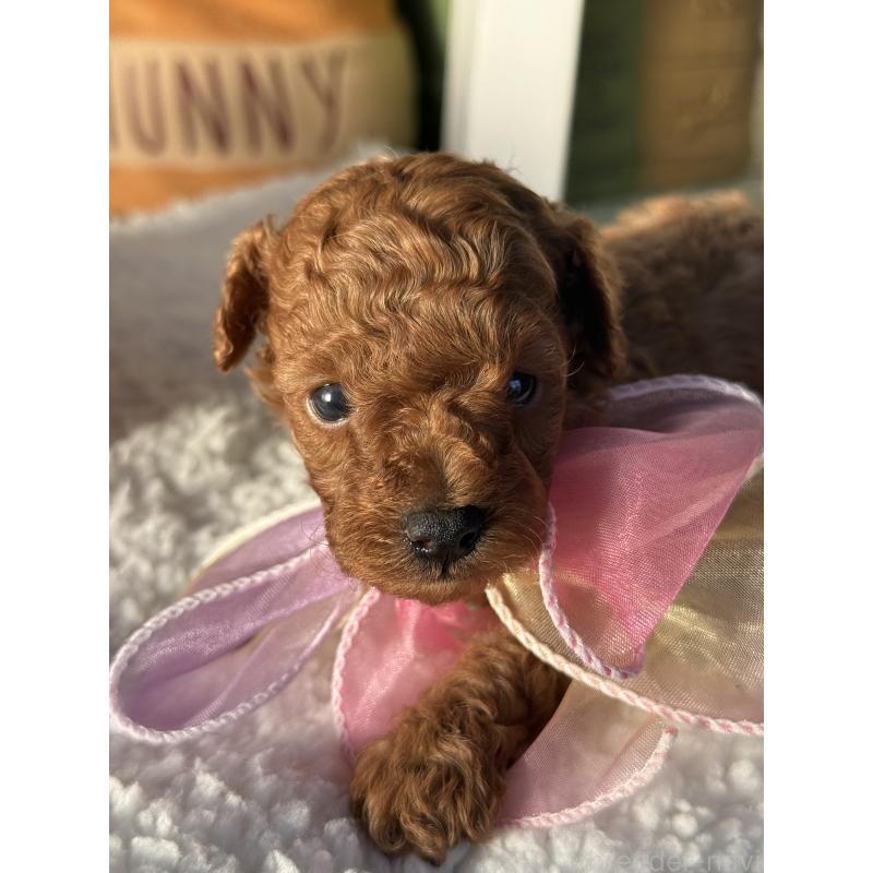 販売中の宮崎県のタイニープードル-440064の7枚目