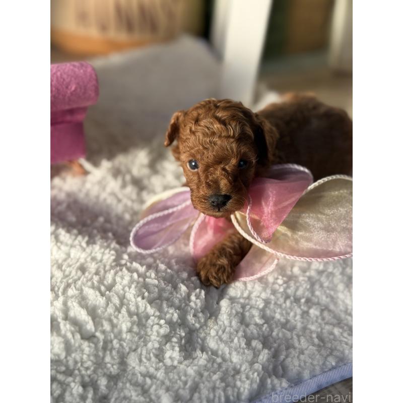 販売中の宮崎県のタイニープードル-440064の6枚目