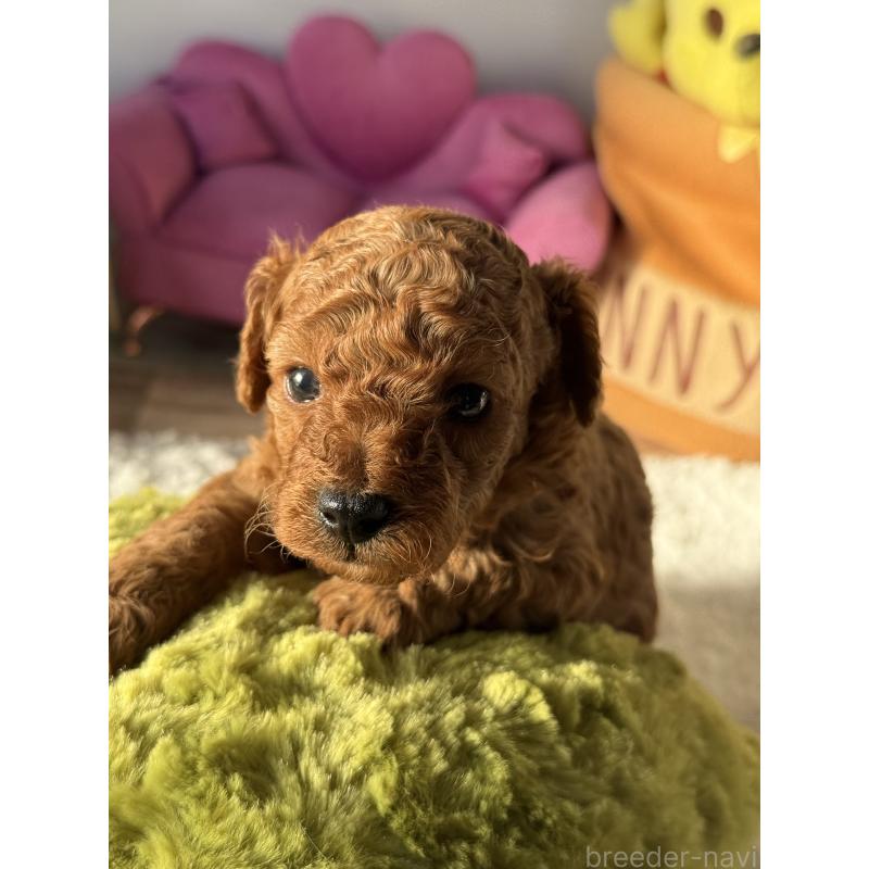 販売中の宮崎県のタイニープードル-440064の5枚目