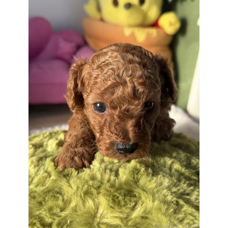 販売中の宮崎県のタイニープードル-440064の4枚目