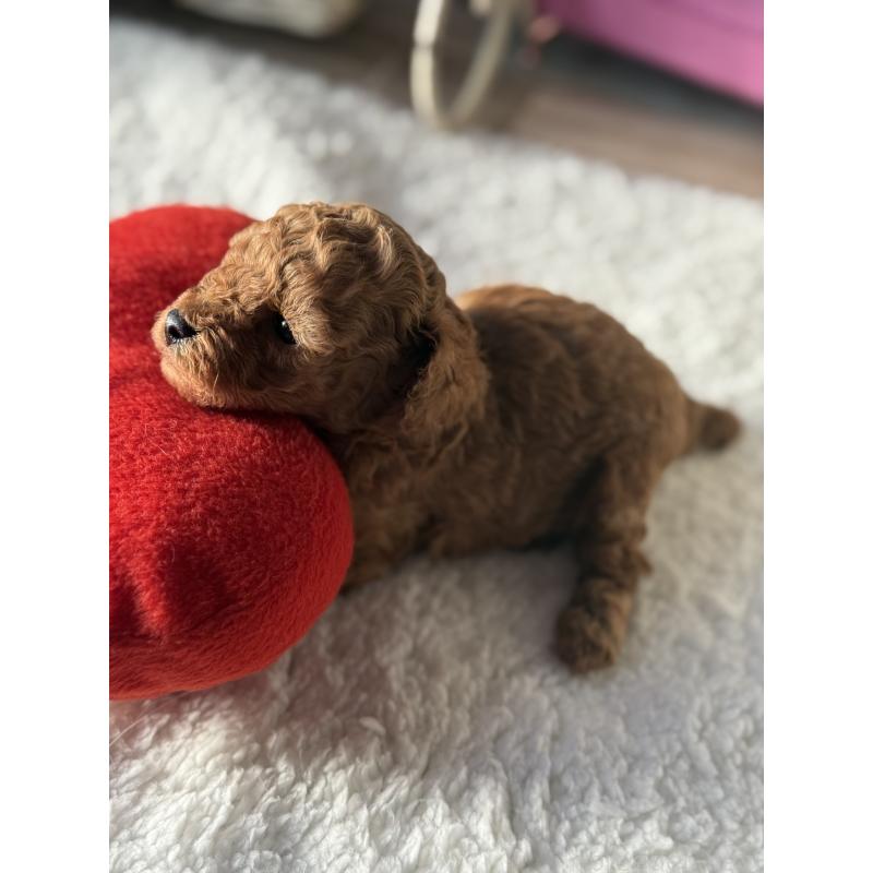 販売中の宮崎県のタイニープードル-440064の3枚目