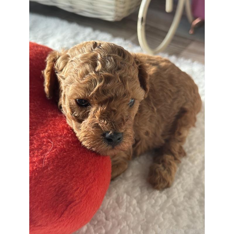 販売中の宮崎県のタイニープードル-440064の2枚目