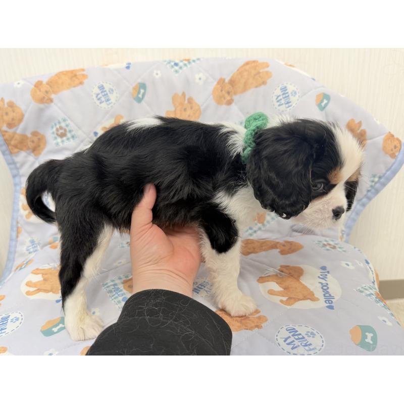 成約済の埼玉県のキャバリアキングチャールズスパニエル-434102の5枚目