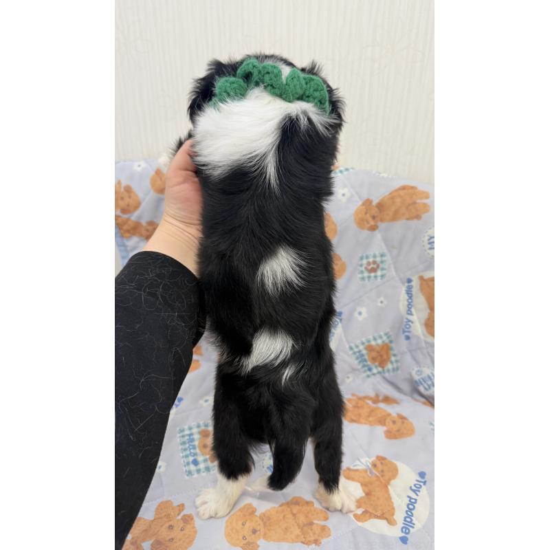 成約済の埼玉県のキャバリアキングチャールズスパニエル-434102の4枚目