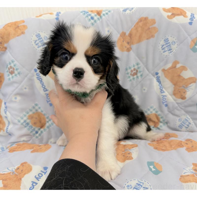 成約済の埼玉県のキャバリアキングチャールズスパニエル-434102の2枚目