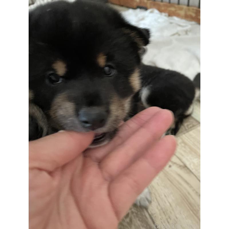 販売中の大阪府の柴犬-440076の11枚目