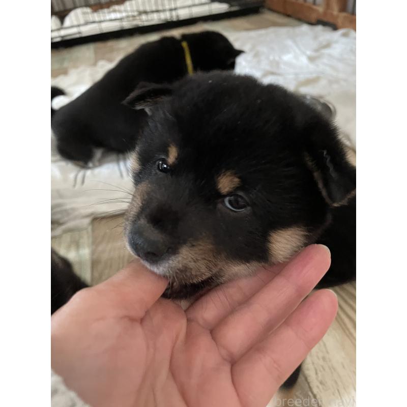 販売中の大阪府の柴犬-440076の10枚目