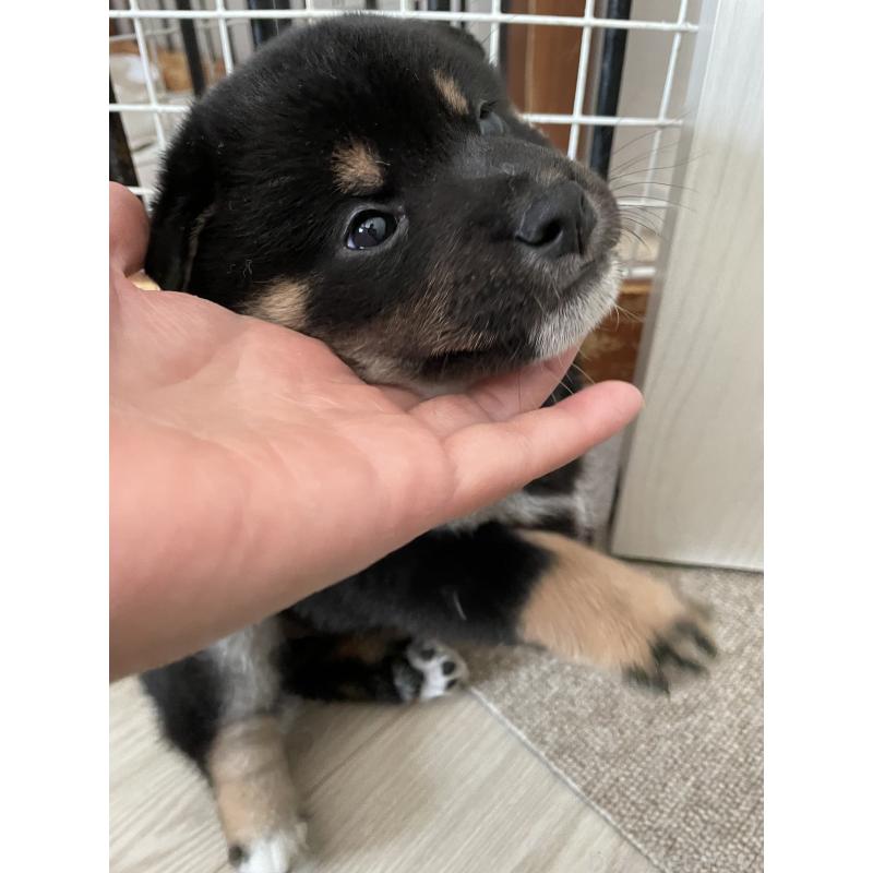 販売中の大阪府の柴犬-440076の9枚目