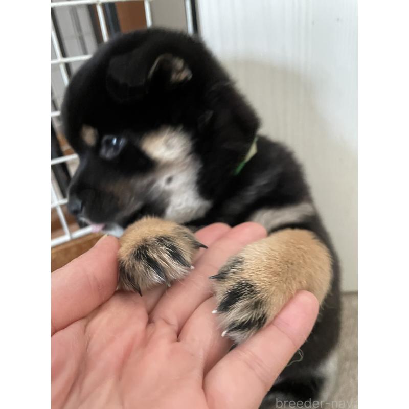 販売中の大阪府の柴犬-440076の8枚目