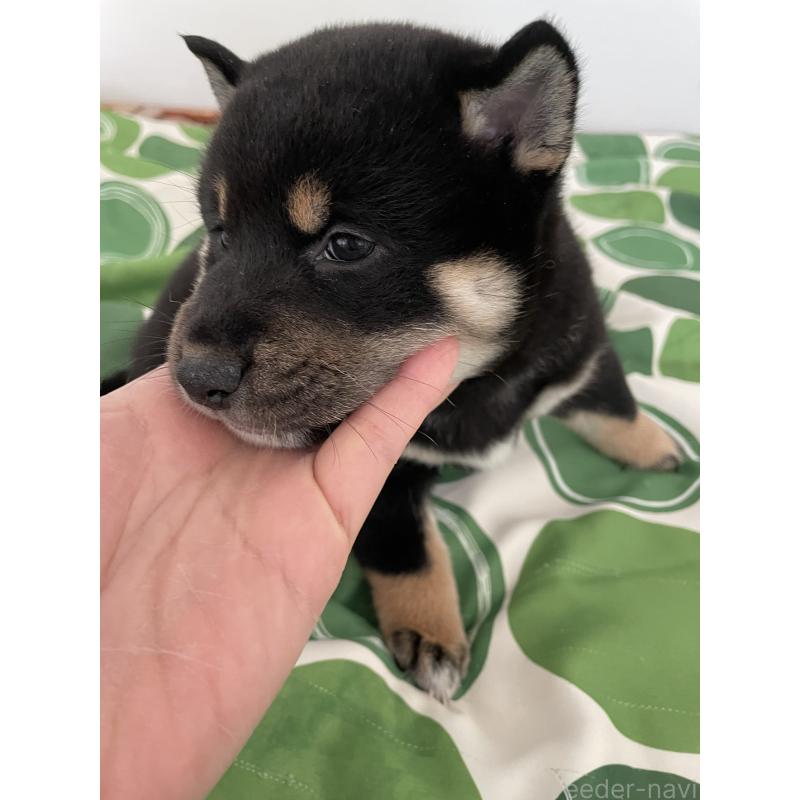 販売中の大阪府の柴犬-440076の7枚目