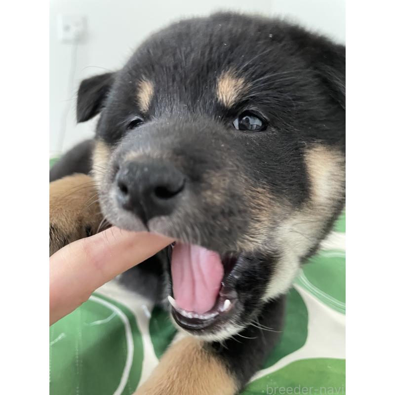 販売中の大阪府の柴犬-440076の5枚目