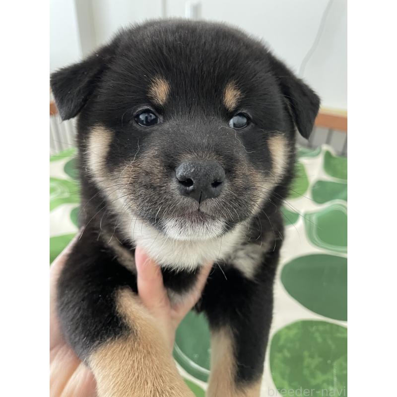 販売中の大阪府の柴犬-440076の4枚目