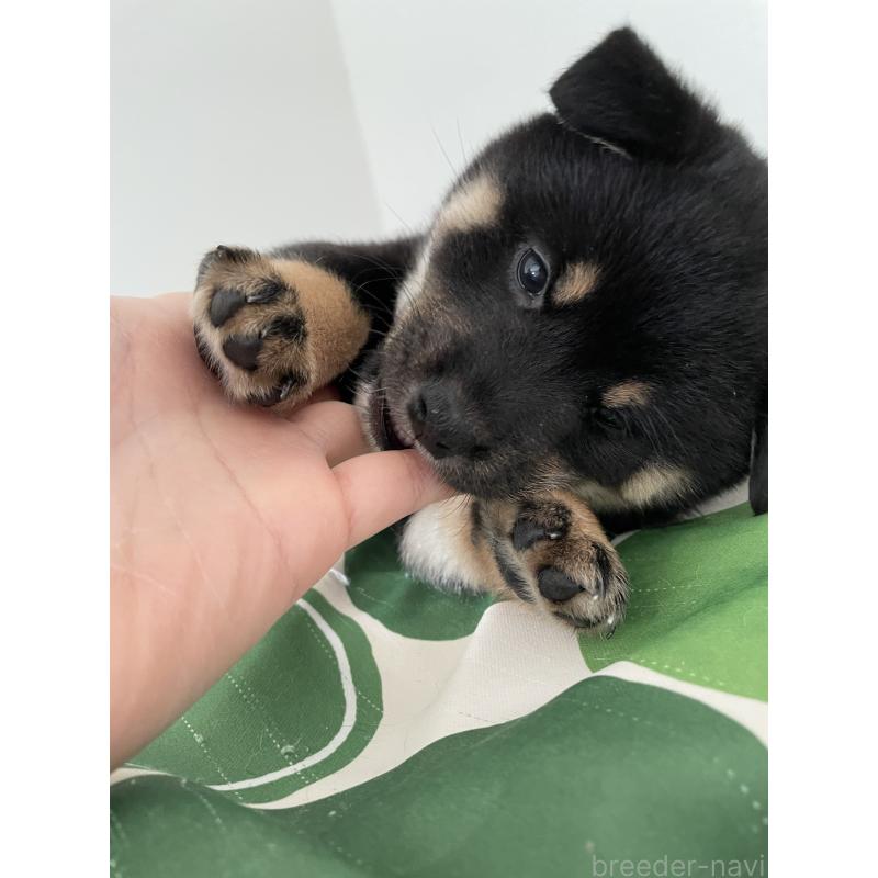 販売中の大阪府の柴犬-440076の3枚目