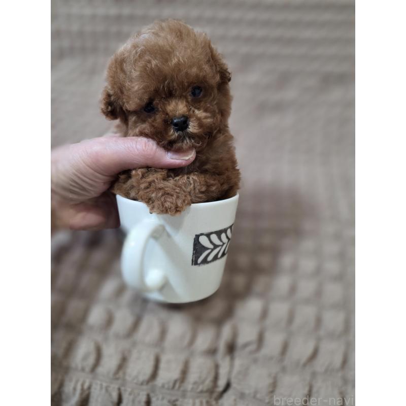 販売中の埼玉県のティーカッププードル-440077の11枚目