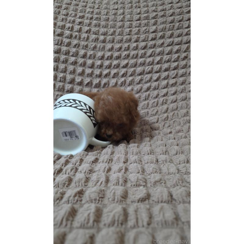 販売中の埼玉県のティーカッププードル-440077の10枚目