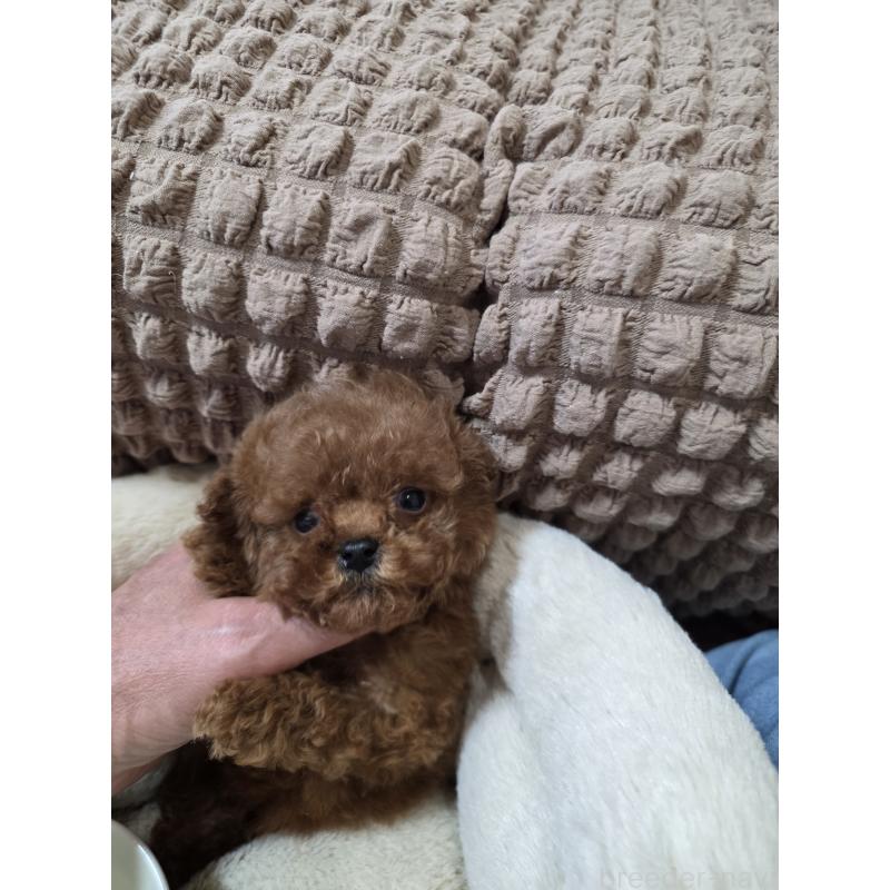 販売中の埼玉県のティーカッププードル-440077の9枚目