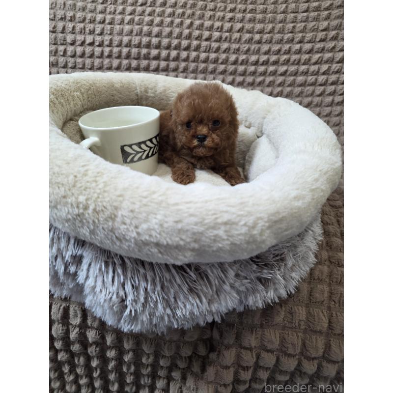 販売中の埼玉県のティーカッププードル-440077の7枚目