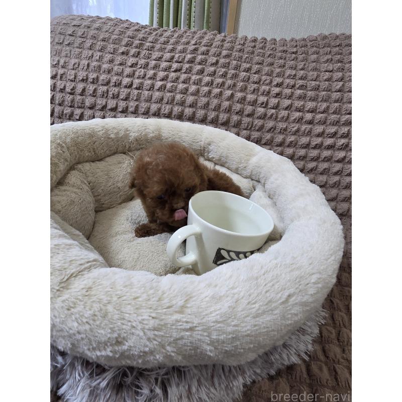 販売中の埼玉県のティーカッププードル-440077の4枚目